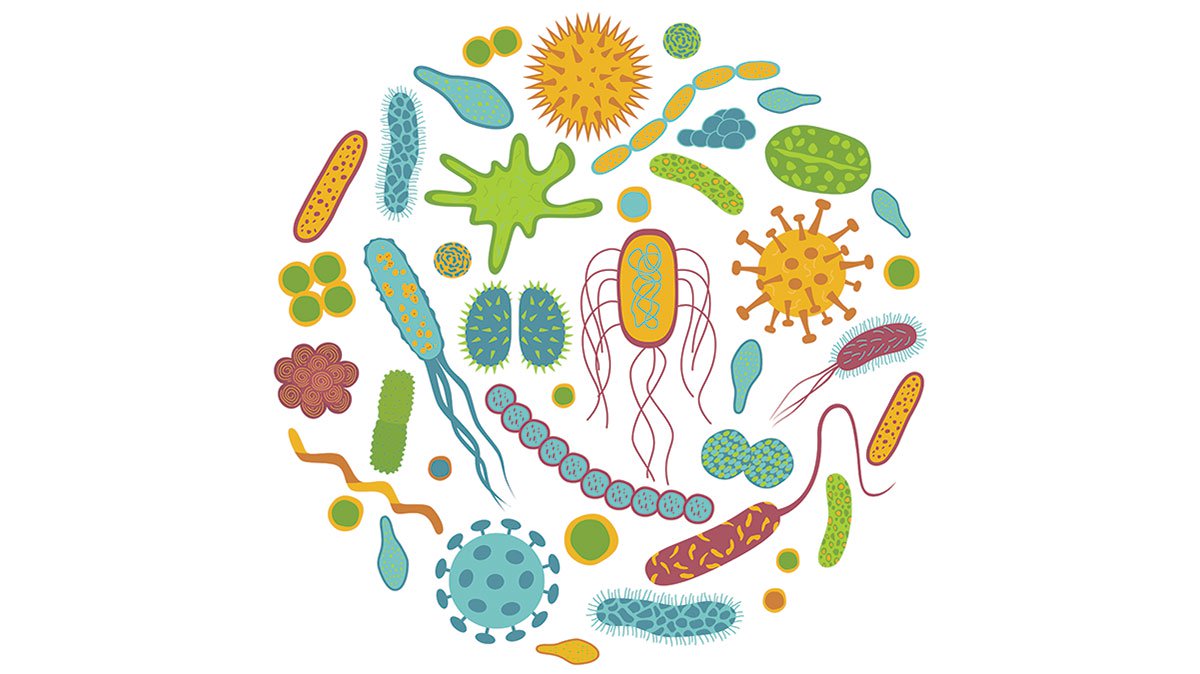 Probiotics and Prebiotics: What you need to know?