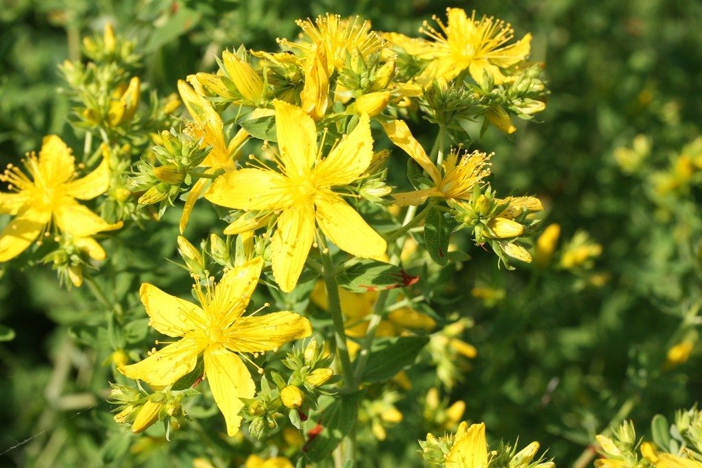 A Hack from the Past: St. John’s Wort